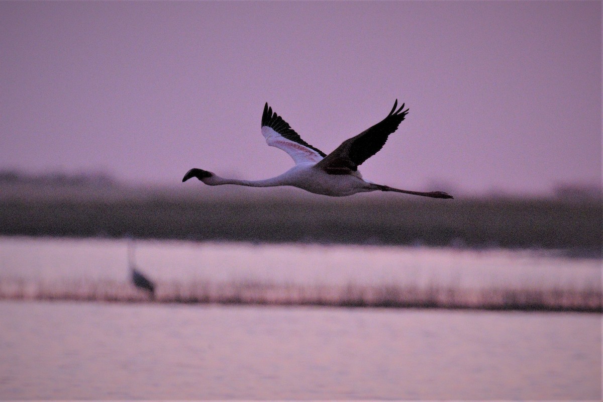 Lesser Flamingo - ML148420481