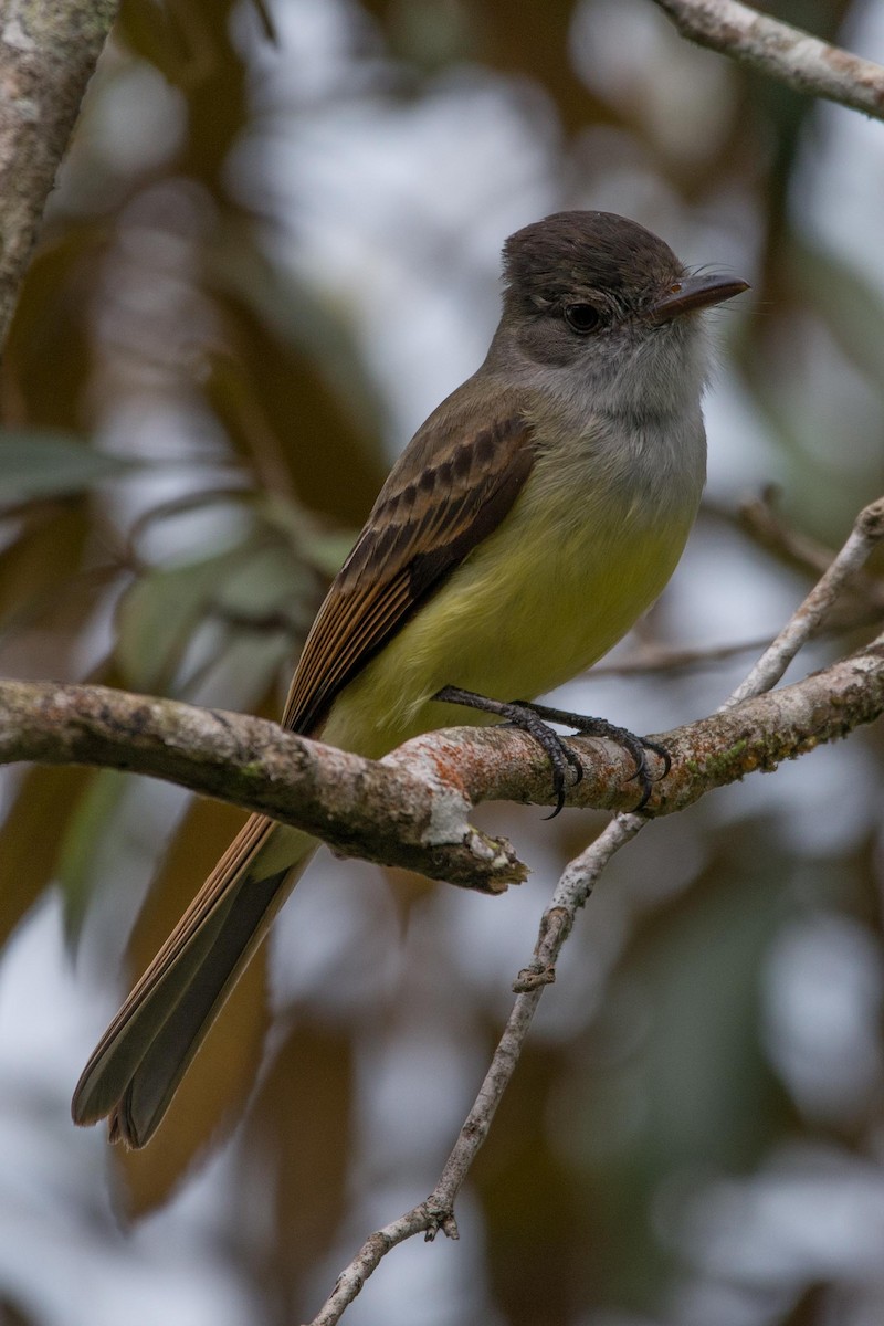 Dusky-capped Flycatcher - ML148421021