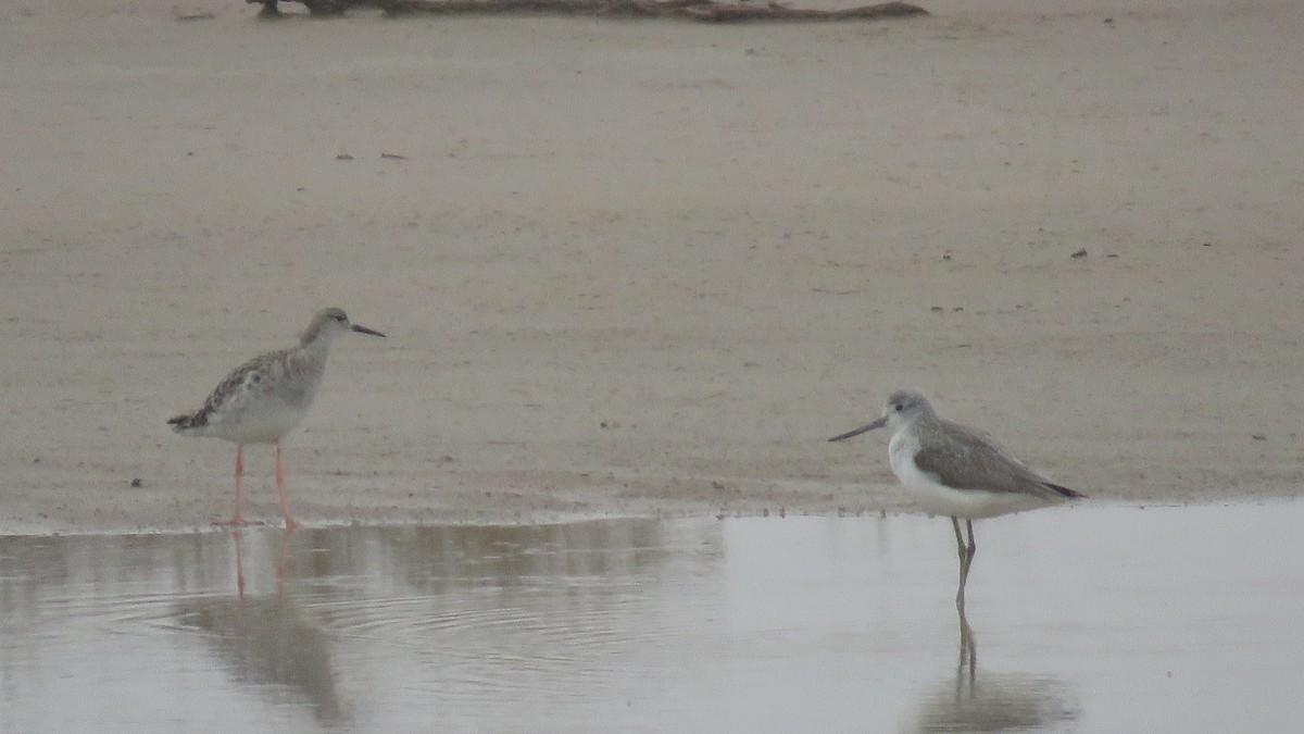 Common Greenshank - ML148423031