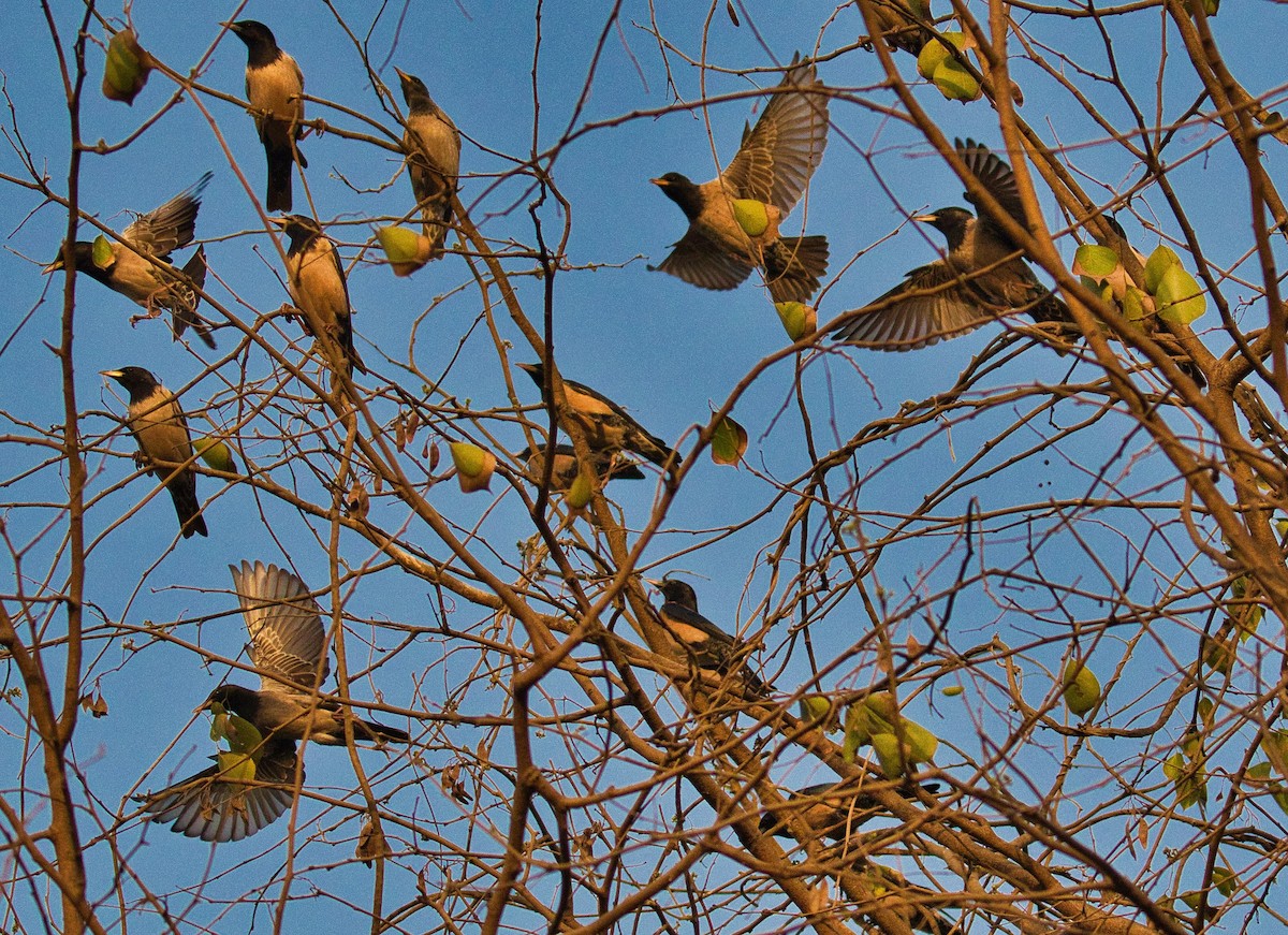 Rosy Starling - ML148423291