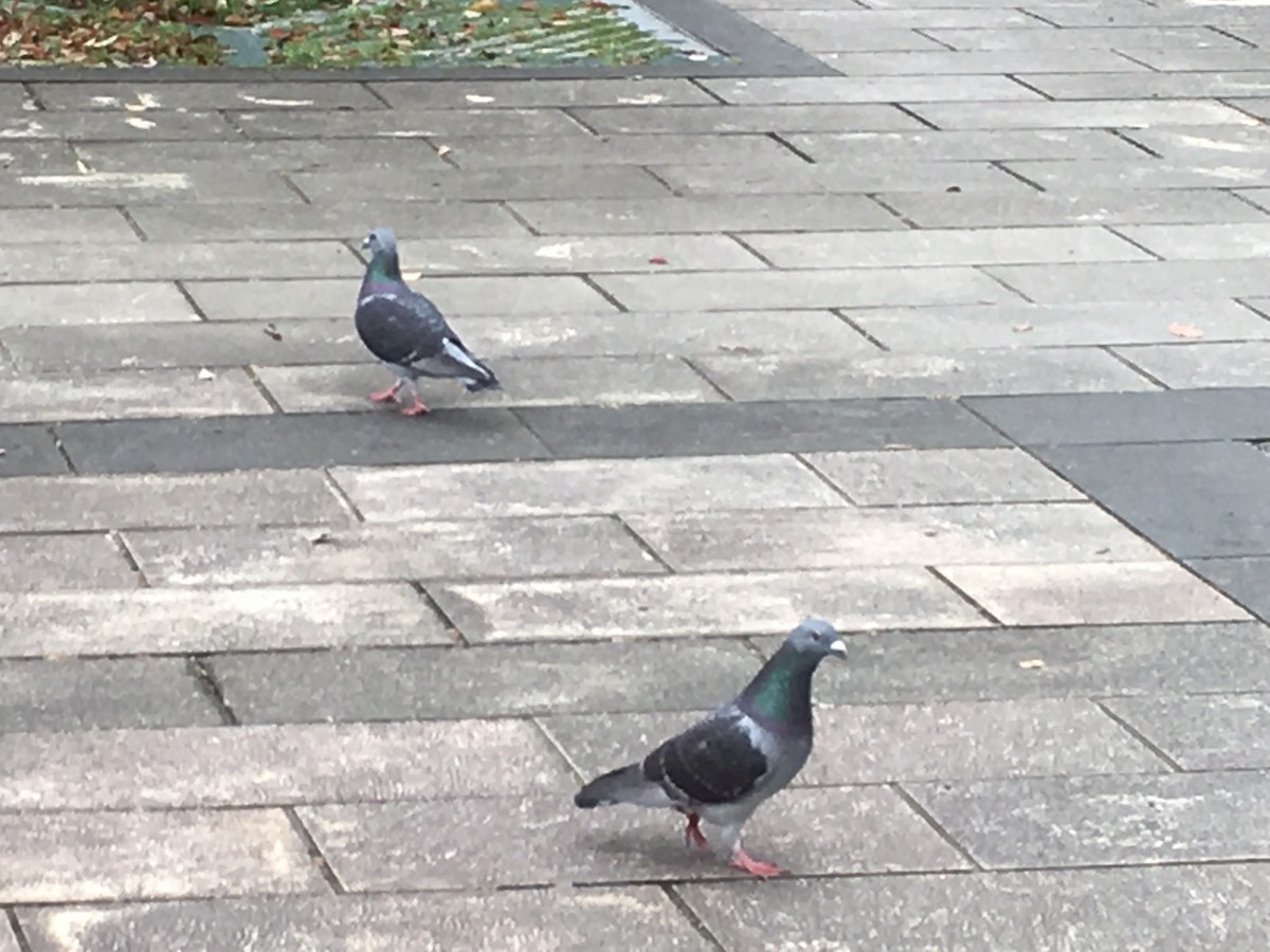 Rock Pigeon (Feral Pigeon) - ML148423321