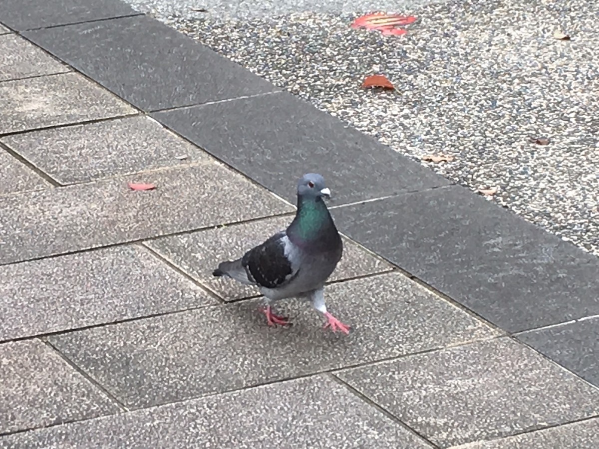 Rock Pigeon (Feral Pigeon) - ML148423331