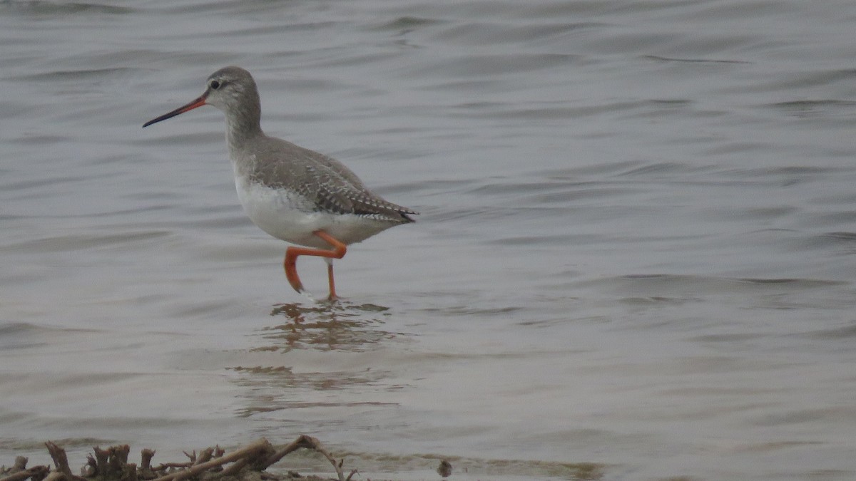 Spotted Redshank - Ali Mousavi