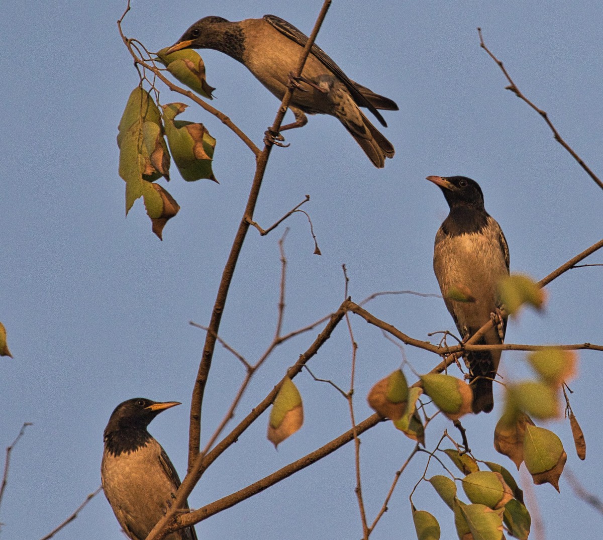 Rosy Starling - ML148423601