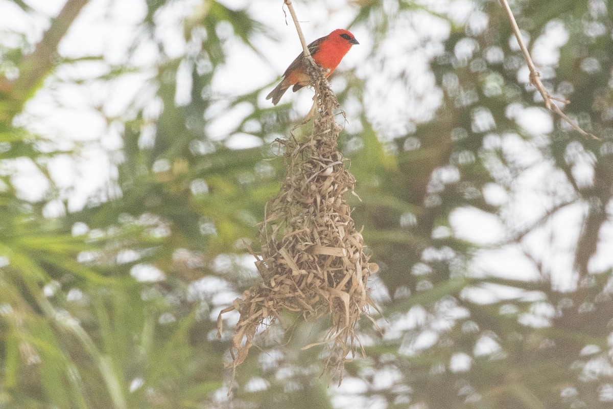 Red Fody - ML148424571