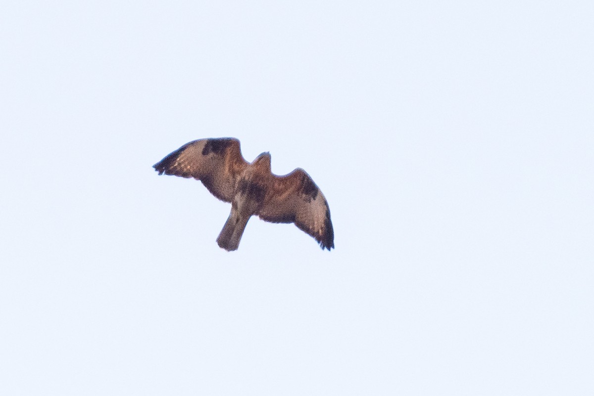 Eastern Buzzard - ML148424771