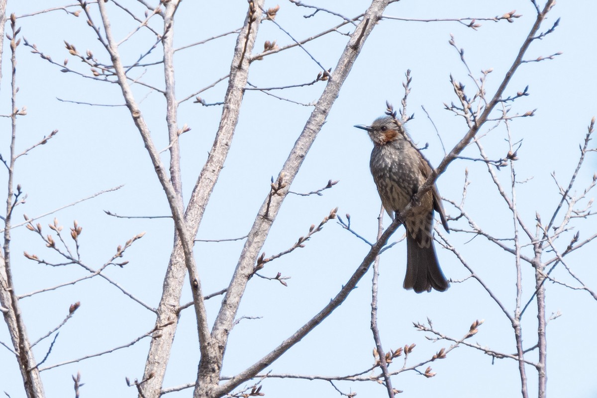 Brown-eared Bulbul - ML148424811