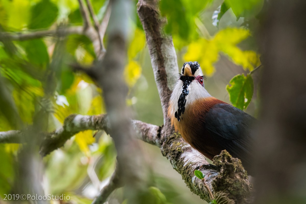 Scale-feathered Malkoha - Wei Yan