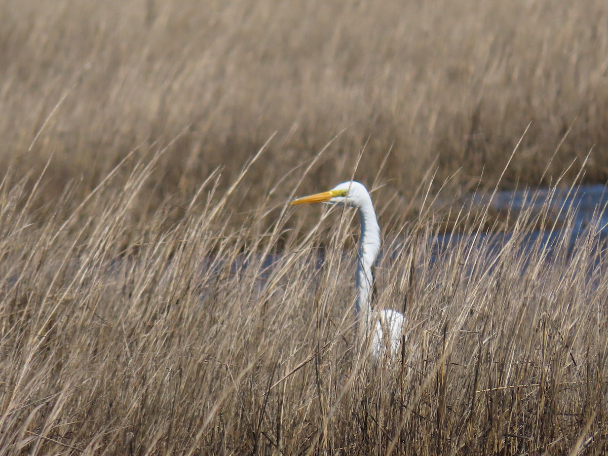 Большая белая цапля - ML148425411