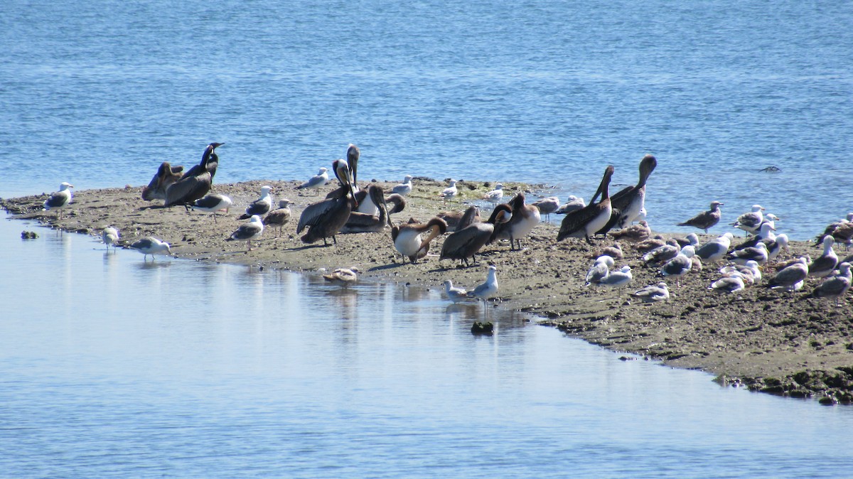 Brown Pelican - ML148427031