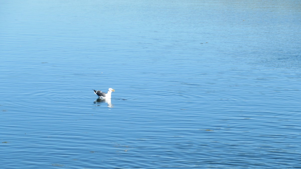 Western Gull - ML148427181