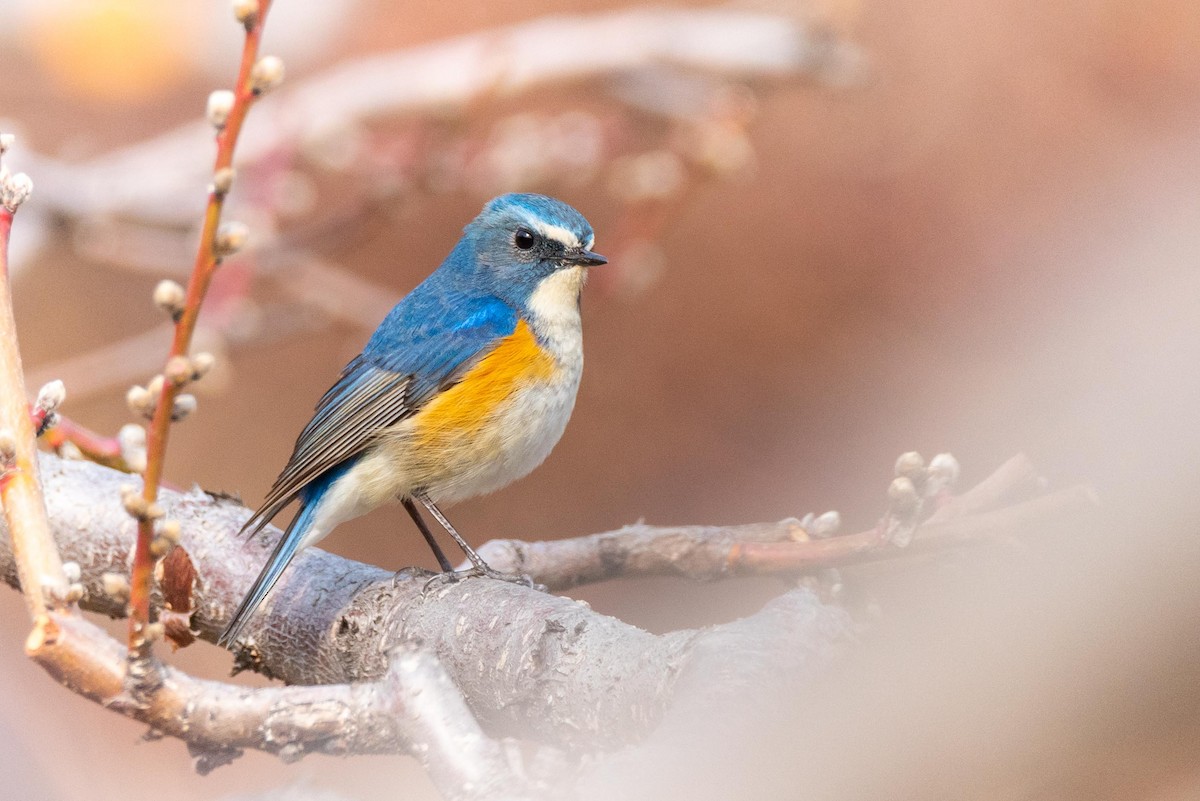 Red-flanked Bluetail - ML148427281