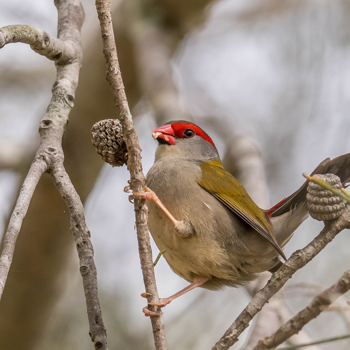 Red-browed Firetail - Louise Summerhayes