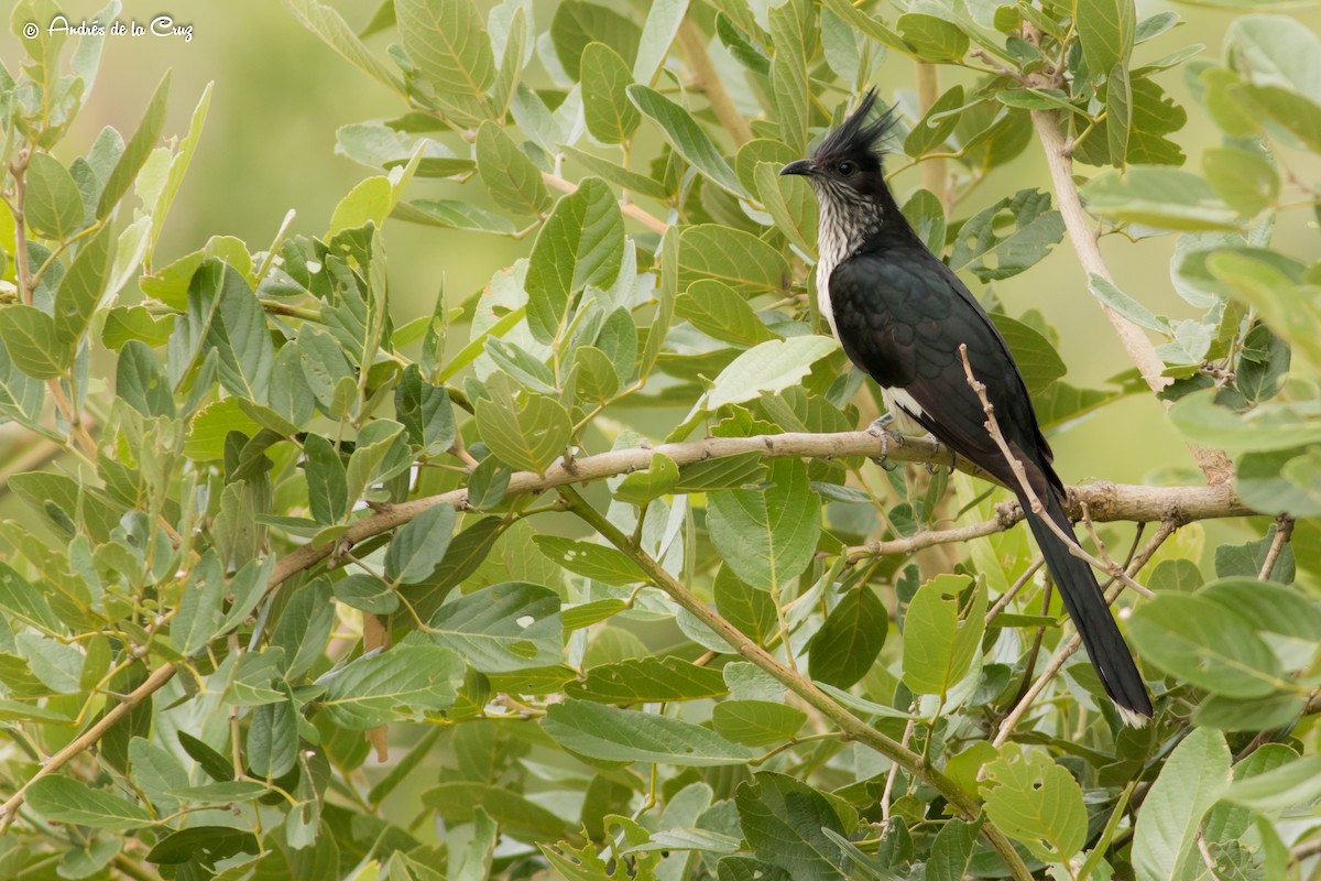Levaillant's Cuckoo - Andres de la Cruz Muñoz