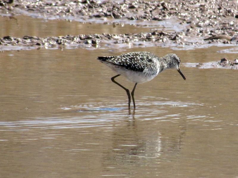 Wood Sandpiper - Manuel Ruiz