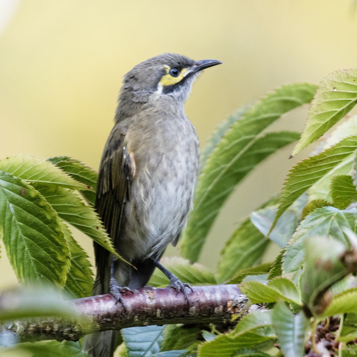 Yellow-faced Honeyeater - ML148432361
