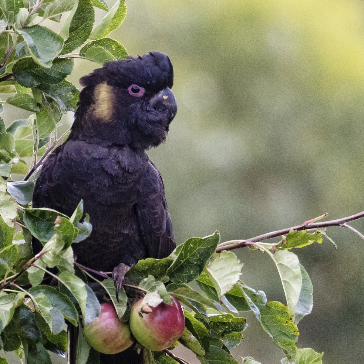 Yellow-tailed Black-Cockatoo - ML148432731