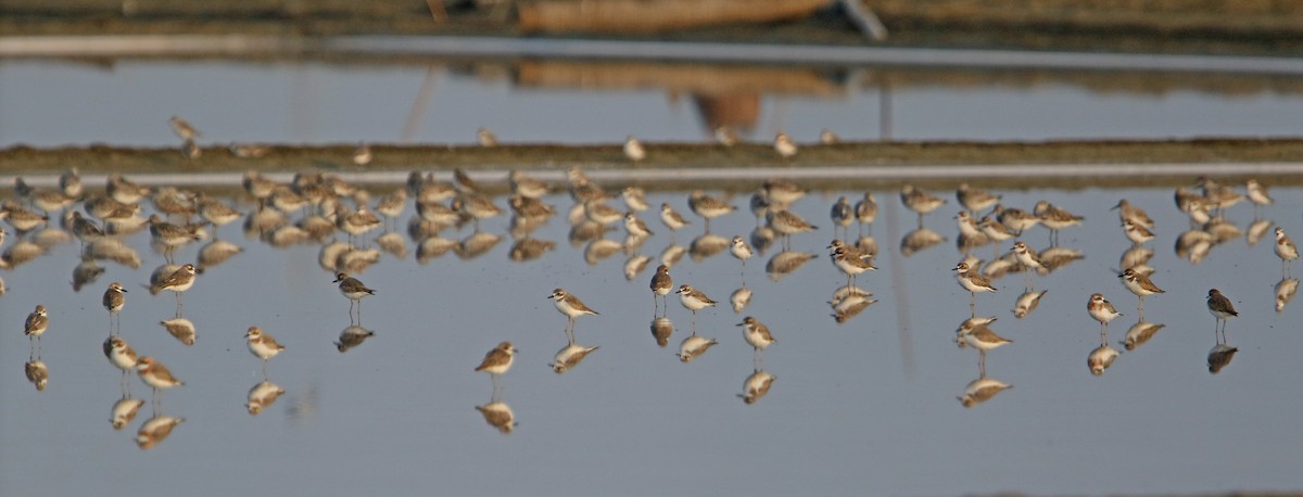 Greater Sand-Plover - Christoph Moning