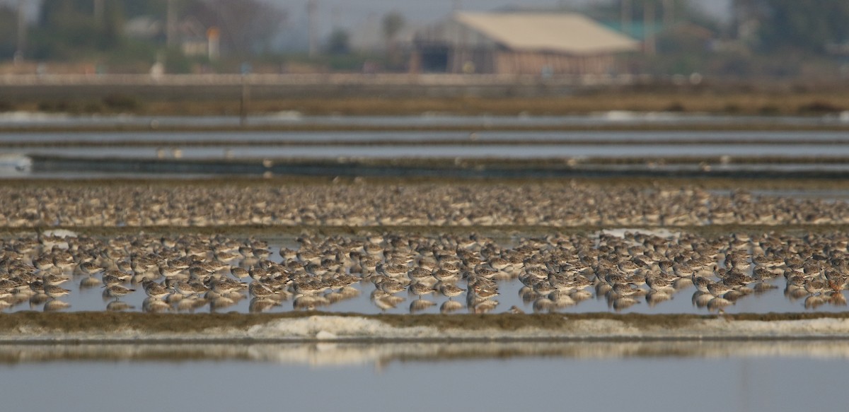 Great Knot - ML148433301