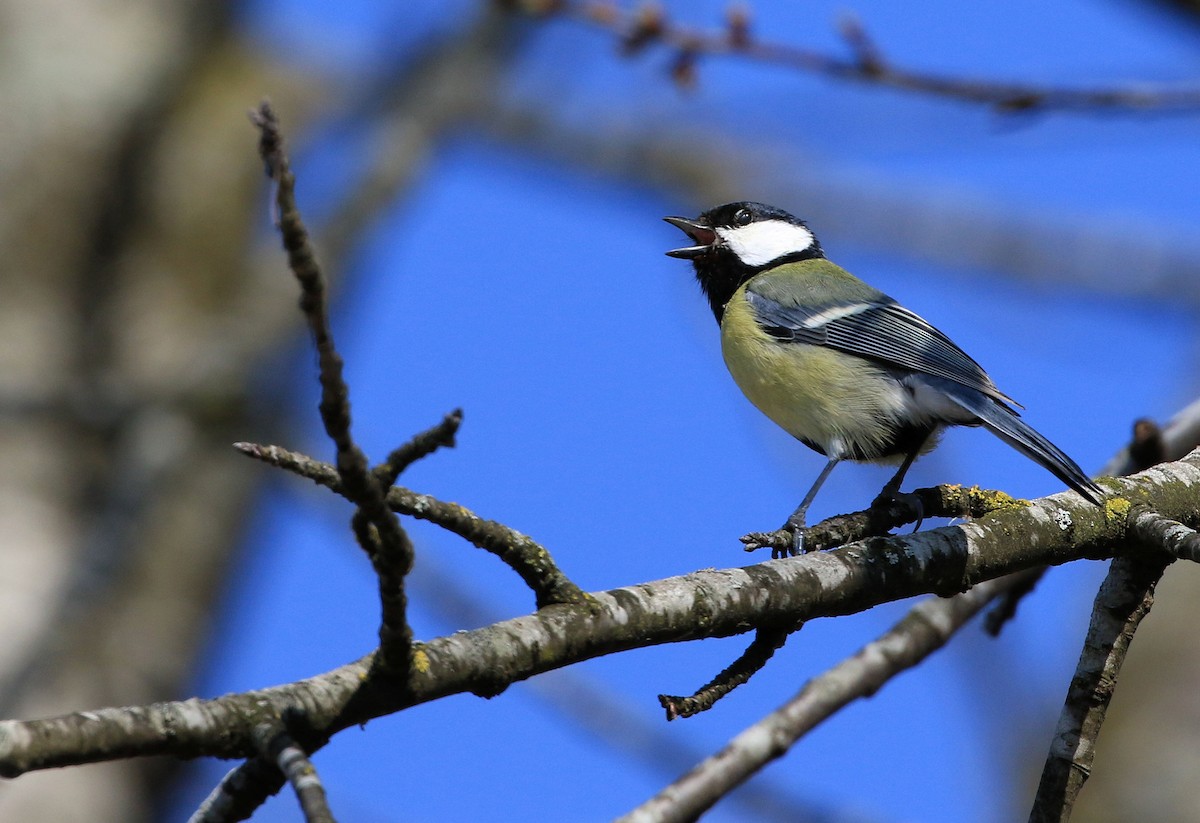 Great Tit - ML148434081