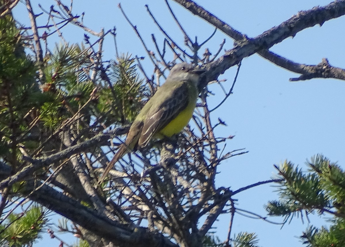 Tropical Kingbird - ML148434751