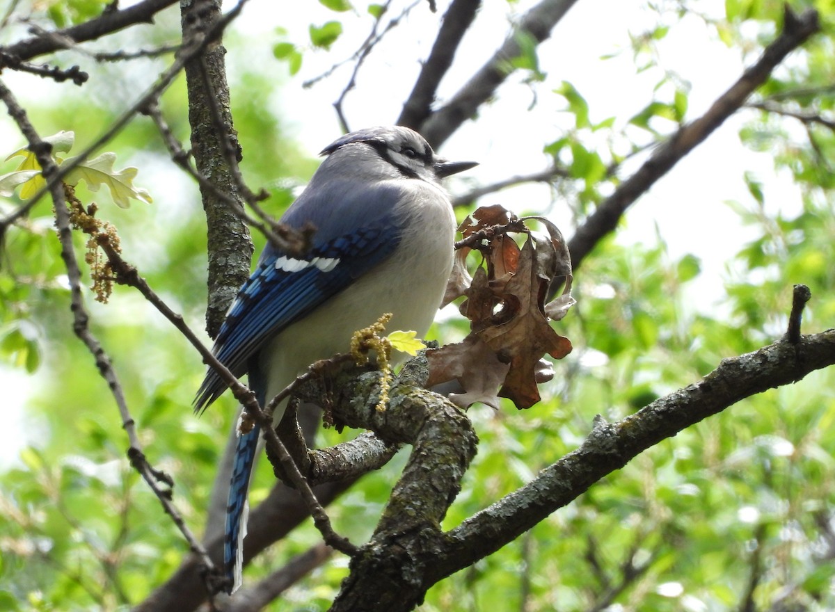 Blue Jay - ML148435911