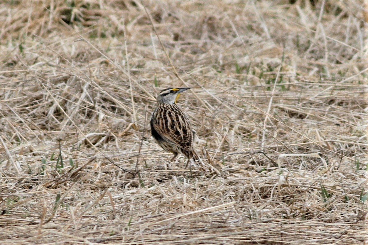 Eastern Meadowlark - ML148436021