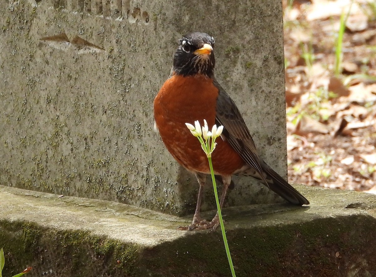 Zozo papargorria - ML148436101