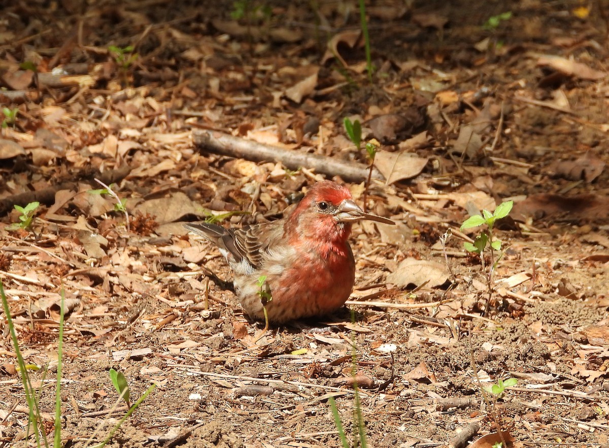 House Finch - ML148436251