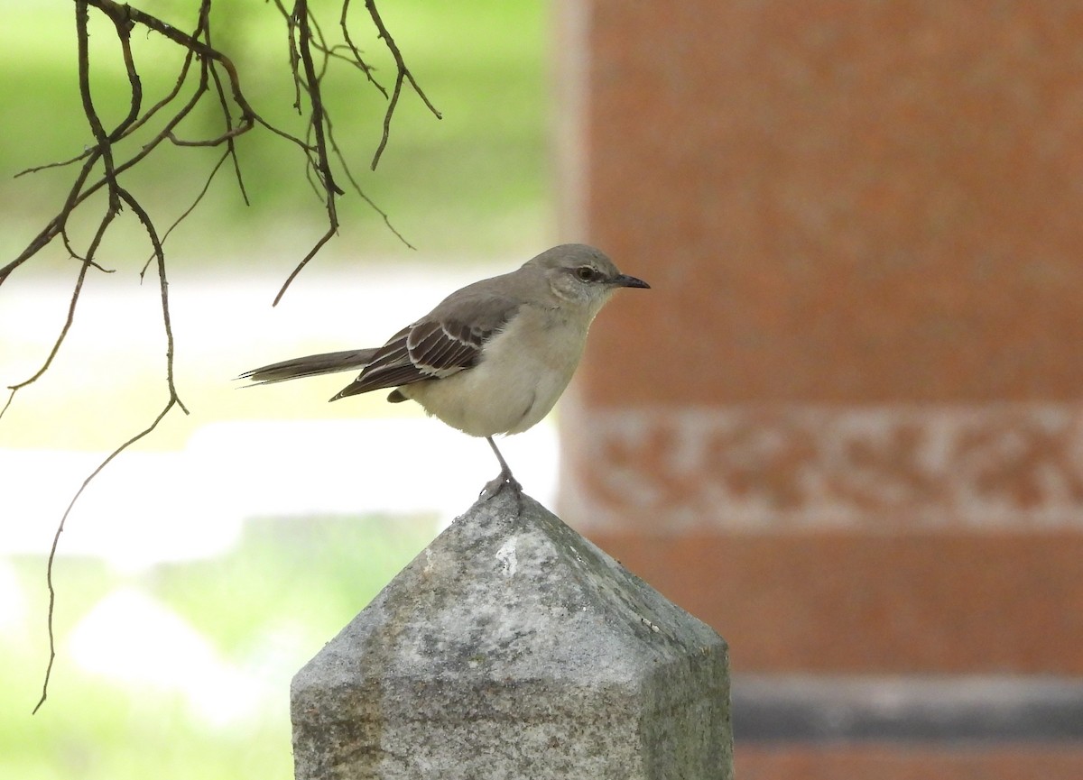 Northern Mockingbird - ML148436301