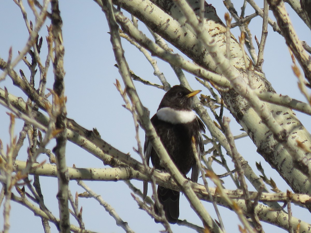 Ring Ouzel - Jack Noordhuizen