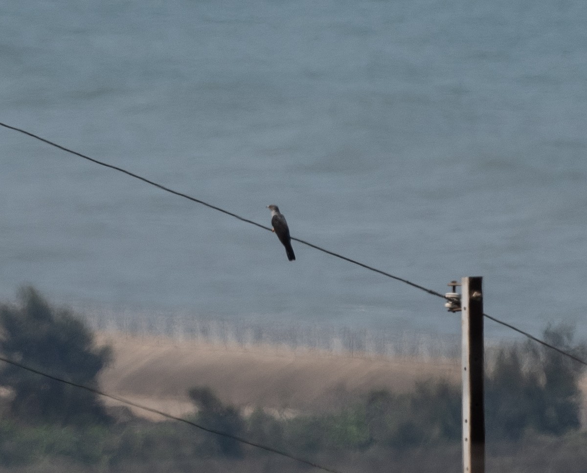 Oriental Cuckoo - ML148436661