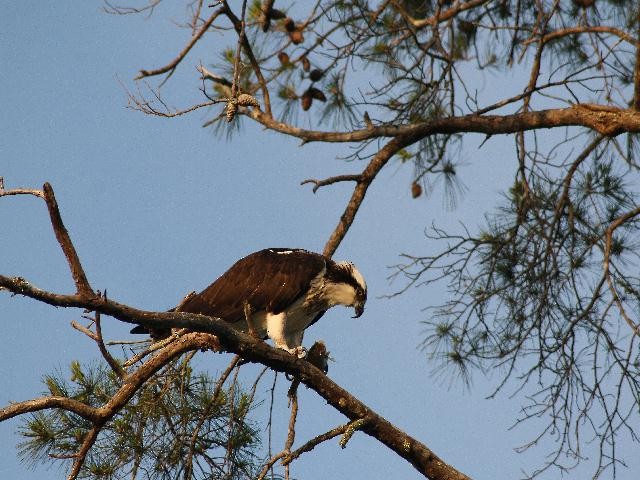 Osprey - ML148436691
