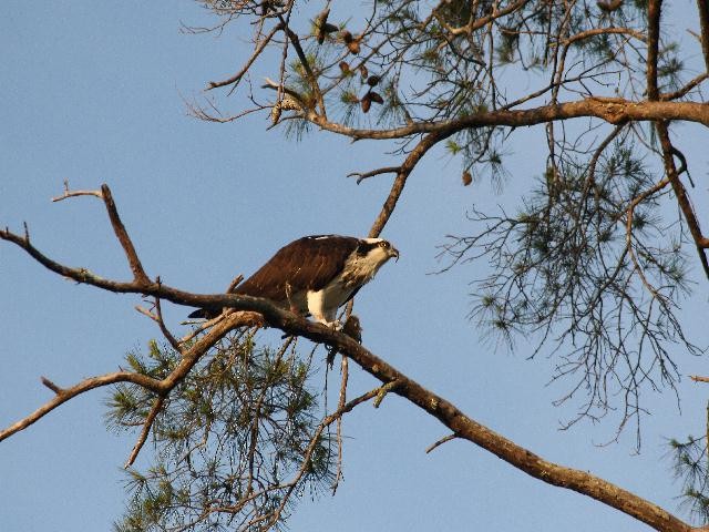 Osprey - ML148436701