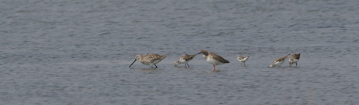 Asian Dowitcher - Christoph Moning