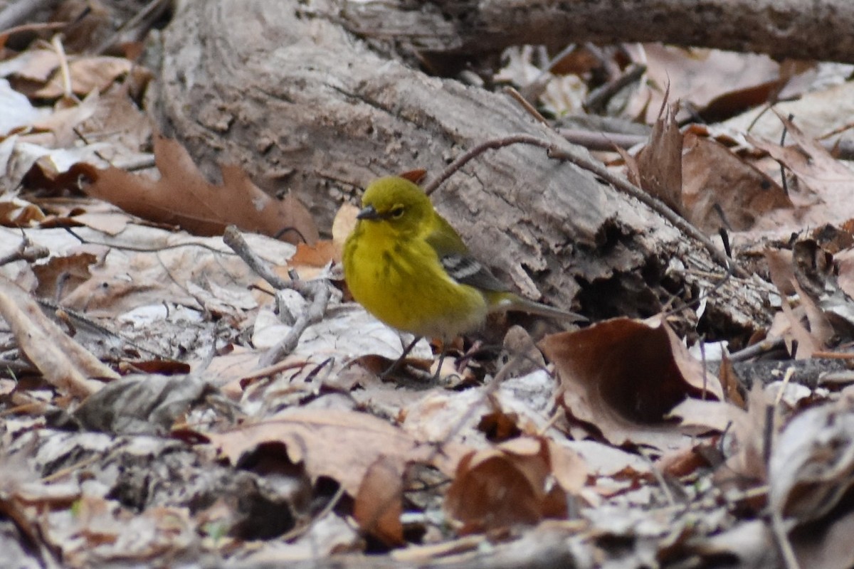 Pine Warbler - ML148441221