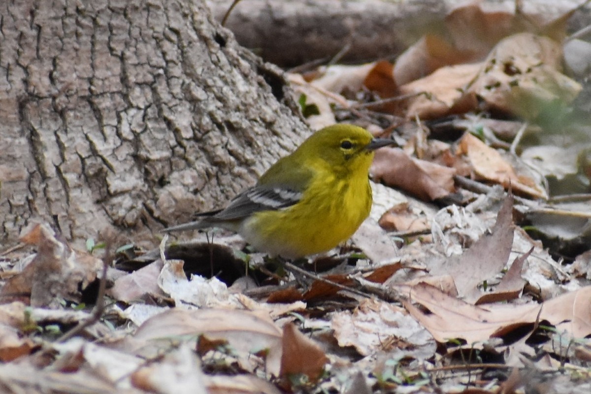 Pine Warbler - ML148441231