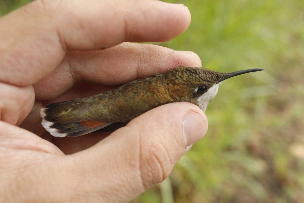 kolibřík červenohlavý - ML148442041