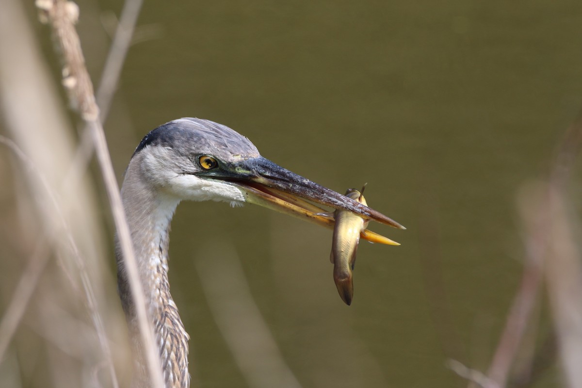 Great Blue Heron - ML148442291