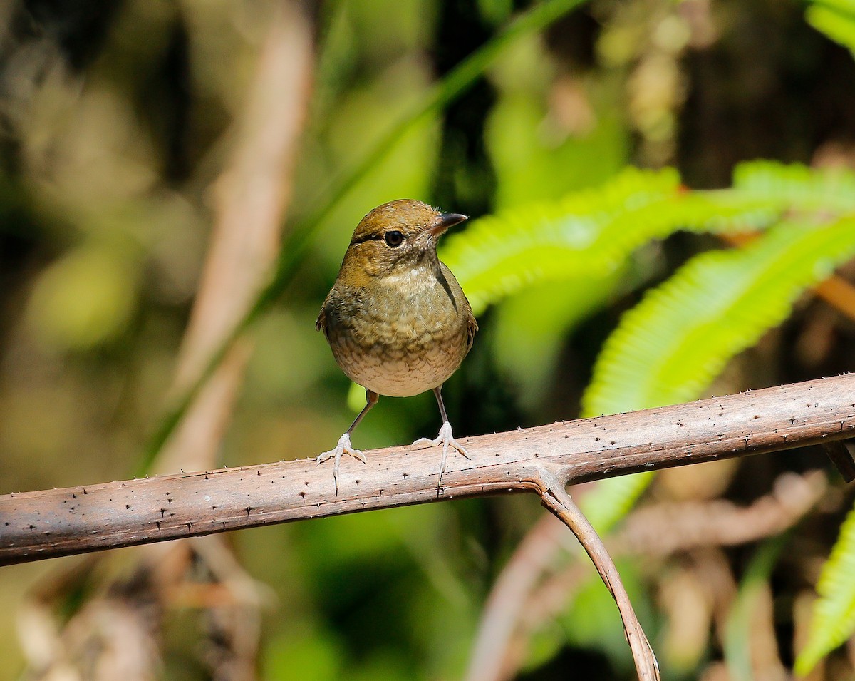 Rufous-headed Robin - Neoh Hor Kee