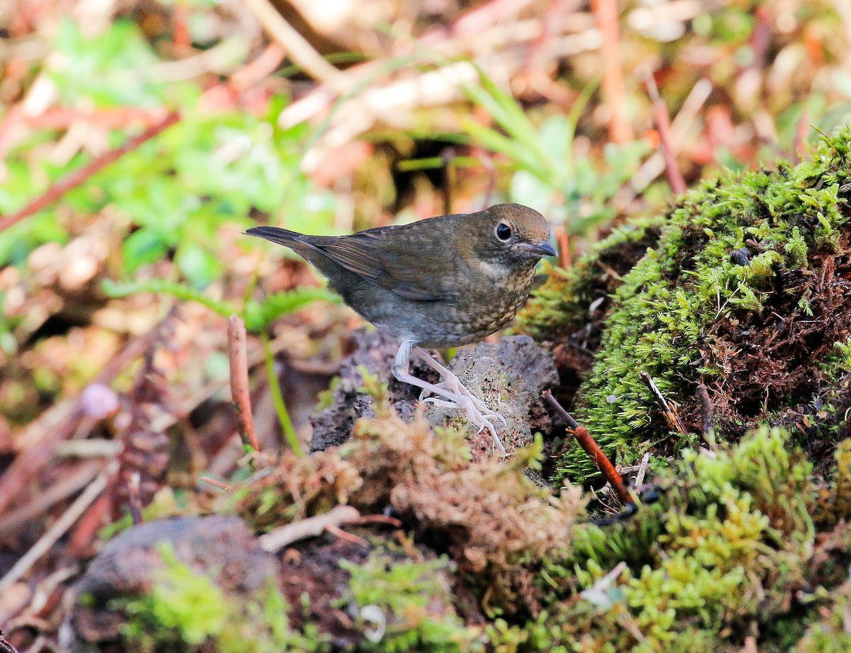 Rufous-headed Robin - Neoh Hor Kee