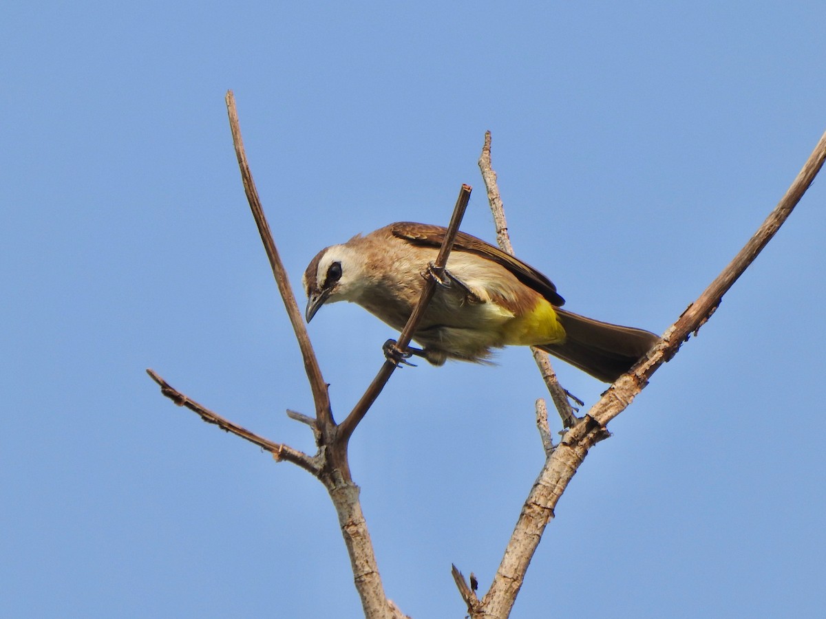 Yellow-vented Bulbul - ML148444301