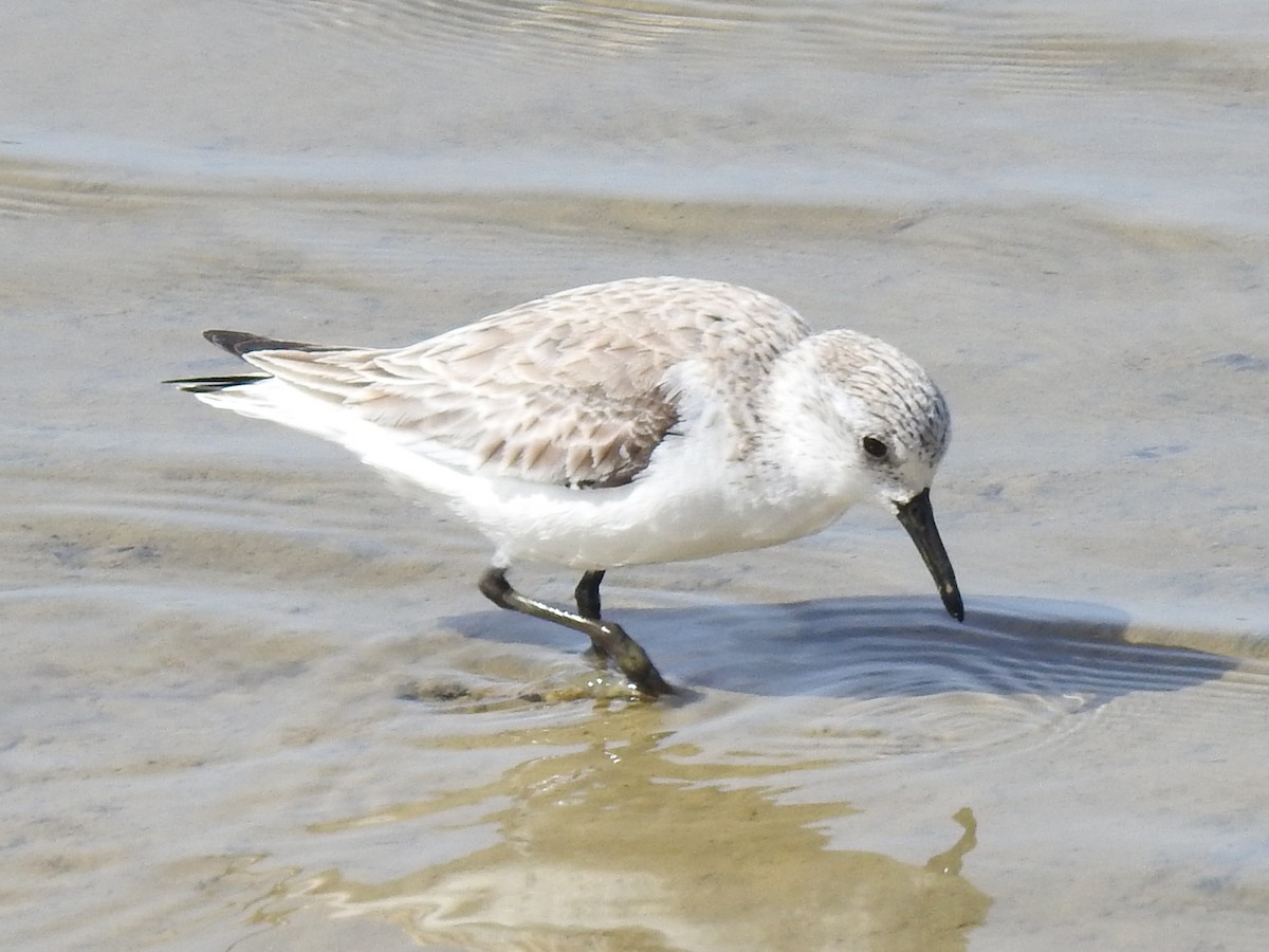 Sanderling - Jean-Serge Vincent