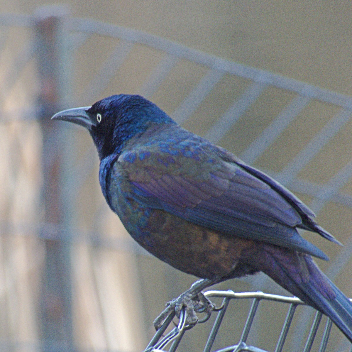 Common Grackle - ML148444561