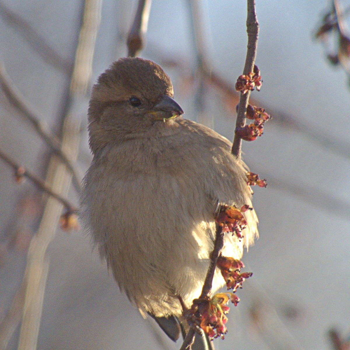 House Sparrow - ML148444631