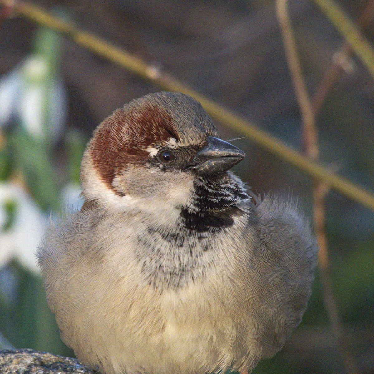 House Sparrow - ML148444651