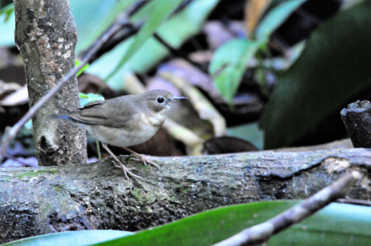 Siberian Blue Robin - ML148445631