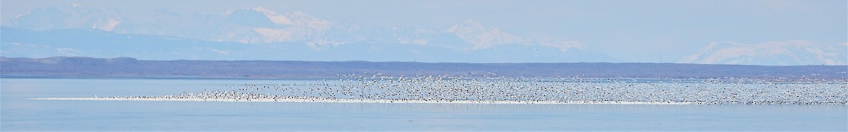 Snow Goose - ML148445751