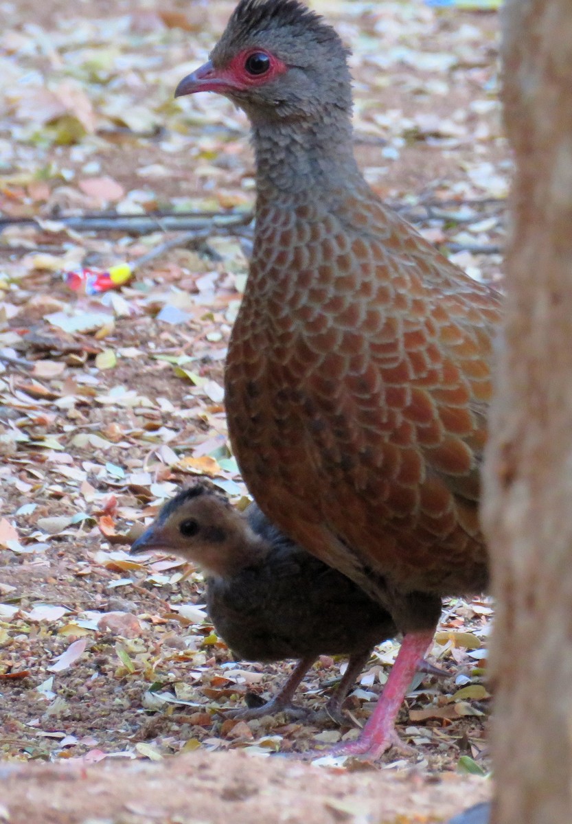 Red Spurfowl - ML148446101