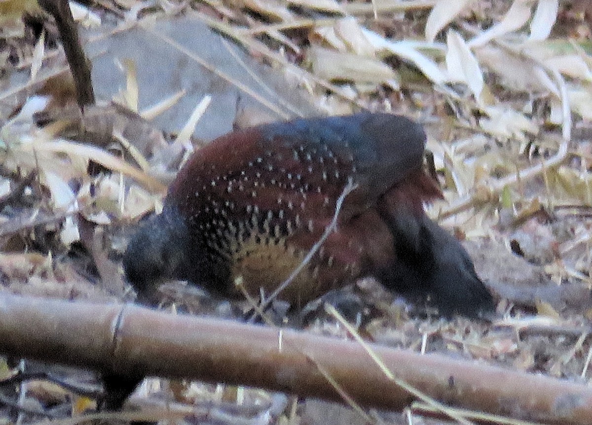 Painted Spurfowl - ML148446261